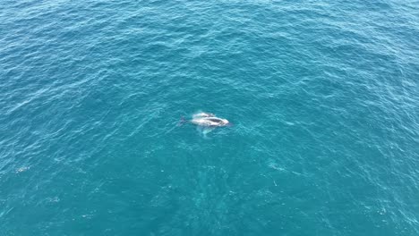 Wale-Schwimmen-Auf-Der-Oberfläche-Des-Blauen-Ozeans-Auf-North-Stradbroke-Island,-60-fps-Seitenansicht,-Drohnenaufnahme-Von-Mutter-Und-Kalbwal,-4k-Qld,-Australien