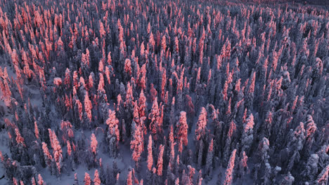Aerial-tracking-shot-overlooking-snowy-trees-on-a-forested-hill,-winter-sunset-in-Lapland