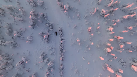 Aerial-view-above-a-snowmobile-driving-in-middle-of-snow-covered-woods,-sunrise-in-Lapland