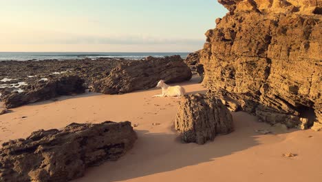 A-white-canine-reclines-on-sandy-and-rugged-coastal-terrain,-as-the-low-angle-evening-sunlight-shapes-an-atmospheric-ambiance