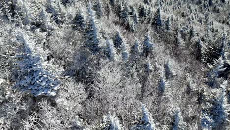 Nadelbäume-Im-Schnee-An-Den-Hängen-Des-Grandfather-Mountain,-NC