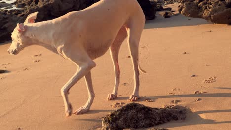 A-white-dog-stands-on-a-rugged-coastal-terrain,-with-the-low-angle-evening-sunlight-creating-an-atmospheric-ambiance