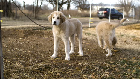 Two-adorable-Great-Pyrenees-dogs-playing-outside,-slow-motion-shot,-day