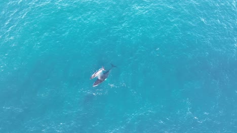 Whales-Swimming-On-Surface-Of-Blue-Ocean-In-North-Stradbroke-Island,-60-FPS-Top-Down-Wide-Angle-Aerial-Drone-shot-of-Mother-and-Calf-Whale-4K-QLD,-Australia