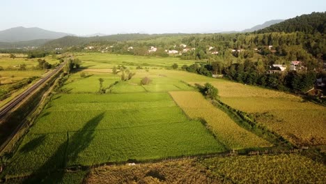 Rice-paddy-plantation-farm-land-field-scenic-wide-view-mountain-background-in-Hyrcanian-forest-natural-countryside-rural-village-Gilan-Iran-Green-meadow-panoramic-wonderful-scenic-shot-railway-train