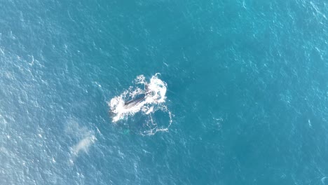 Ballenas-Nadando-En-La-Superficie-Del-Océano-Azul-En-La-Isla-North-Stradbroke,-60-Fps-De-Arriba-Hacia-Abajo-Toma-Aérea-De-Drones-De-Ballena-Madre-Y-Cría-4k-Qld,-Australia