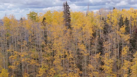 Drone-crane-shot-of-line-orange-and-Autumn-coloured-trees-in-Telluride,-Colorado-Rocky-mountains