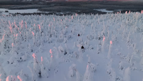 Drone-following-a-convoy-of-snowmobiles-driving-in-middle-of-snowy-trees,-sunrise-in-Lapland