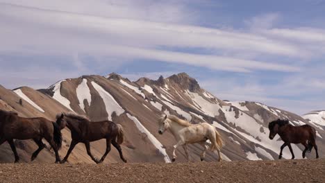A-series-of-Icelandic-horses-crossing-from-right-to-left-in-front-of-Landmannalaugar's-rhyolite-mountains,-captured-in-summer
