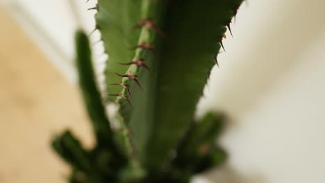 Close-up-of-a-green-cactus-plant-with-sharp-thorns-in-soft-focus