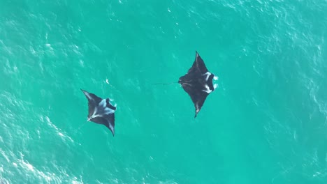 Ascending-top-down-drone-shot-of-many-Stingrays-swimming-in-clear-ocean-water