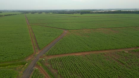 Luftaufnahmen-Von-Zuckerrohrpflanzen-Im-Valle-Del-Cauca,-Kolumbien