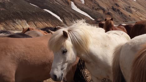 White-Icelandic-curious-horse-in-a-park,-with-a-backdrop-of-a-rhyolite-mountain-in-Landmannalaugar