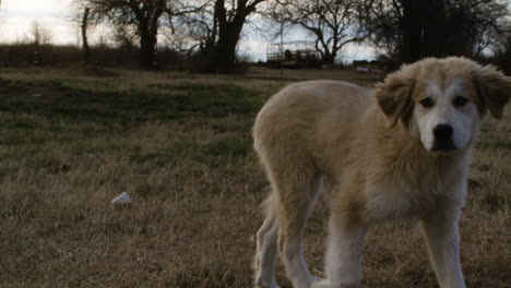 Adorable-puppy-Great-Pyrenees-dog-playing-running-outside-with-other-dogs
