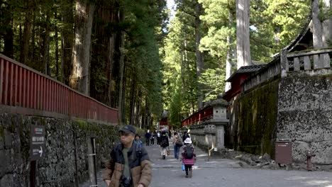 Enormous-cedar-trees-surround-the-Nikko-Toshogu-shrine-in-Japan