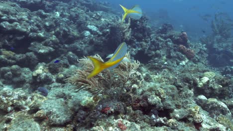 2-Pargos-De-Cola-Amarilla-Nadando-Juntos-Cerca-Del-Arrecife-En-Busca-De-Comida