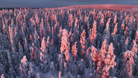 Aerilal-view-in-front-of-lilac-and-pink-snowy-forest,-moody-sunset-in-Lapland
