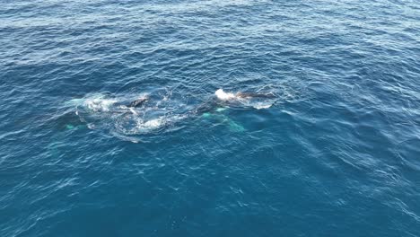 Wale-Schwimmen-Auf-Der-Oberfläche-Des-Blauen-Ozeans-In-North-Stradbroke-Island,-60-fps-Seite-Auf-Einer-Drohnenaufnahme-Aus-Der-Luft-Von-Walmutter-Und-Kalb,-4k-Qld,-Australien