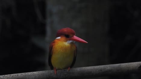 Oriental-dwarf-kingfisher-or-Ceyx-erithaca-bird-on-a-branch