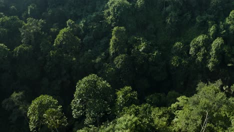 Elevate-your-senses-with-a-panoramic-ascent-through-the-lush-green-canopy-of-Bali's-enchanting-forest,-capturing-the-beauty-of-nature-from-a-unique-perspective