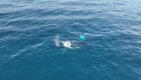 Ballenas-Nadando-En-La-Superficie-Del-Océano-Azul-A-60-Fps-En-La-Isla-North-Stradbroke,-Queensland,-Australia