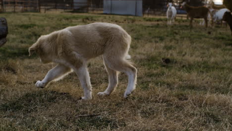 Rear-slow-motion-shot-of-happy-dog-playing-outdoor-farm-after-sunset,-pan