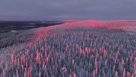 Drone-flying-over-vibrant,-sunlit-forest-in-Syote-national-park,-winter-in-Finland