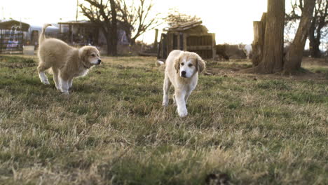 Dogs-playing-at-sunset-on-countryside-garden-farm-field,-cute-slow-motion-moment