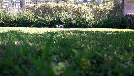 Yorkie-Spielt-Fetch-Mit-Einem-Roten-Ball-Auf-Grünem-Gras