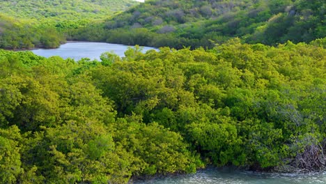 Caribbean-ocean-waves-crash-on-rocky-mangrove-shore-as-flamingo-flock-gathers-in-muddy-pond