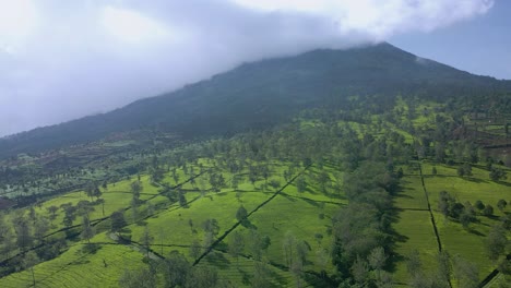 Aerial-view-of-green-tea-plantation-on-the-slope-of-Mt
