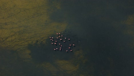Flamingoschwärme-In-Kreisförmiger-Form-Versammeln-Sich-Mit-Schlammigen-Ranken-Im-Wasser,-Wolkenschatten-Zieht-über-Vögel