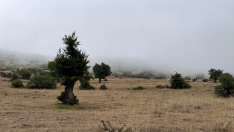 Alone-tree-in-highland-mountain-forest-rural-area-Gilan-scenic-landscape-of-herding-shepherd-ship-livestock-flock-grazing-dry-grass-vegetable-brown-hill-heavy-cloud-fog-in-hazy-day-Iran-wonderful-trip