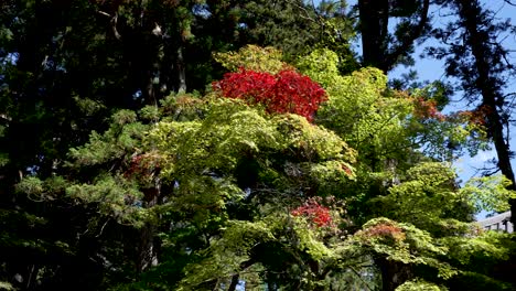 Green-Leaves-With-Group-Of-Red-Leaves-On-Tree