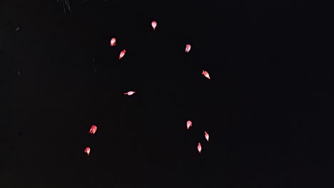Filmische-Statische-Aufnahme-Von-Oben-Nach-Unten-Eines-Rosafarbenen-Flamingoschwarms,-Der-Im-Dunklen-Wasser-Steht