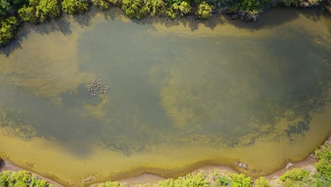 Pond-surrouned-with-mangrove-forests-and-flamingo-flock-in-the-middle,-drone-top-down-panoramic