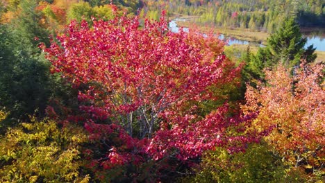 Bosque-De-árboles-Multicolores-Fpv-Paseo-En-Hojas-Coloridas,-Paisaje-Natural-Canadá