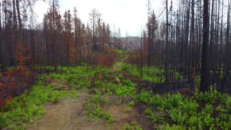 Luftaufnahmen-über-Und-Vorbei-An-Verkohlten-Waldbaumresten-Nach-Einem-Waldbrand-In-Massey-In-Ontario
