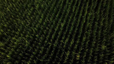Reissprossen-Im-Frühjahr-Pflanzen-Reisfeldbauern-Pflanzen-Grünen-Reis-Mit-Landwirtschaftlichen-Maschinen-Parallel-Muster-In-Einer-Reihe-Iran-Gilan-Landschaft-Traditionelles-Bio-Lebensmittelmaterial