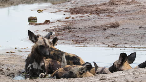 Skinny-African-Wild-Dog-Lie-Down-In-The-Water-In-Summer-In-Africa