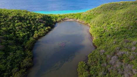 Drone-descends-to-reveal-stunning-Caribbean-ocean-and-flamingo-flock-in-secluded-brackish-water-pond