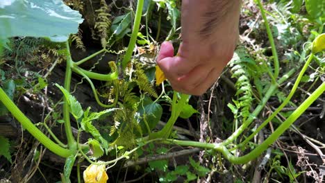 Zucchini-flower-yellow-big-blossom-soft-layer-blooming-in-spring-in-forest-climate-in-Iran-Gilan-mountain-rural-life-countryside-local-people-grow-vegetable-organic-healthy-to-cook-in-cuisine-persian