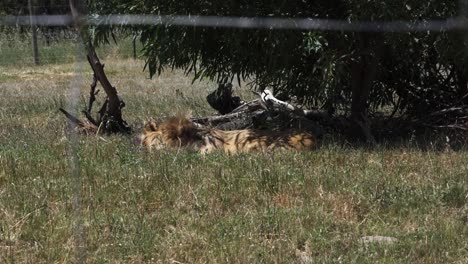 Lion-Resting-And-Sunbathing-In-A-Lion-Reserve-In-Cape-Town,-South-Africa---Wide-Shot