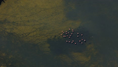 Flamingo-flock-in-cloudy-muddy-water-of-brackish-pond-feed,-drone-perspective