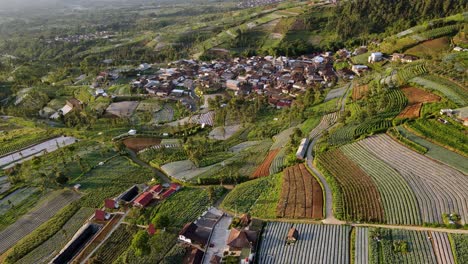 Aerial-view-of-village-surrounded-by-plantation