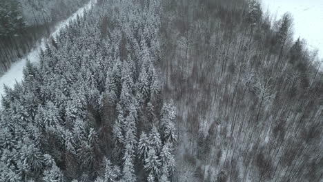 Bosque-Cubierto-De-Nieve-Con-Abetos-Durante-El-Invierno-En-Suecia