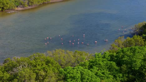 Aerial-orbit-of-flamingo-flock-feeding-in-secluded-mudflat-surrounded-by-mangroves