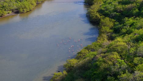 Flamingo-flock-feeds-on-edge-of-brackish-water-mudflat-pond-along-mangrove-forest,-aerial