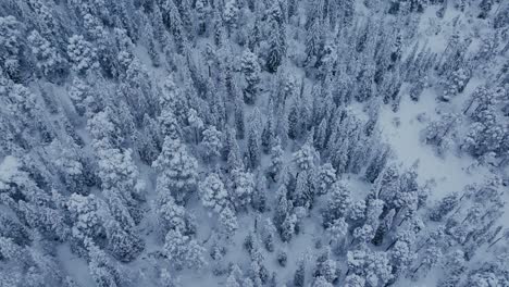 Snow-covered-Coniferous-Trees-in-Indre-Fosen,-Trondelag-County,-Norway---Aerial-Top-Down-Shot