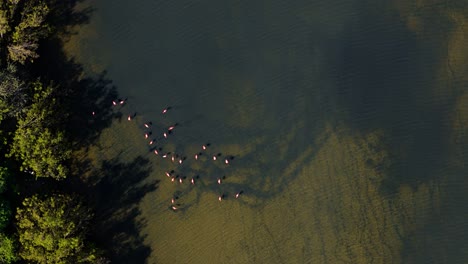 Flamingo-flock-feeds-on-edge-of-mudflats-by-mangrove-forest,-drone-zenithal-view